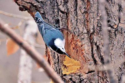 How To Help Birds Survive Winter Weather Corrections