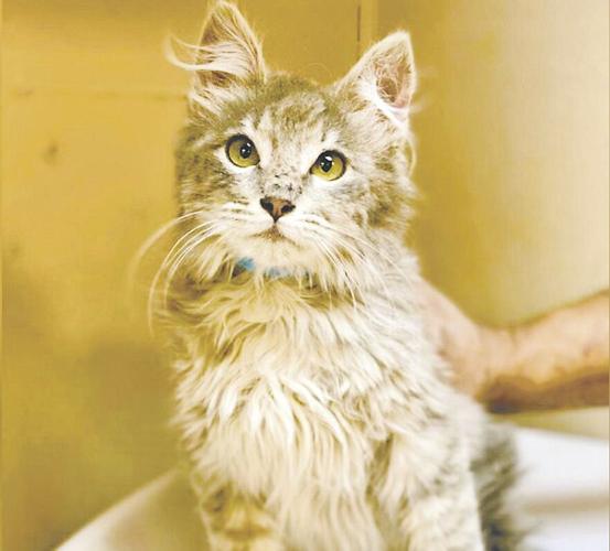 Rescued bobcats, who lost their mother, return to wild | Paws | Rescued bobcats, who lost their mother, return to wild | Paws |
