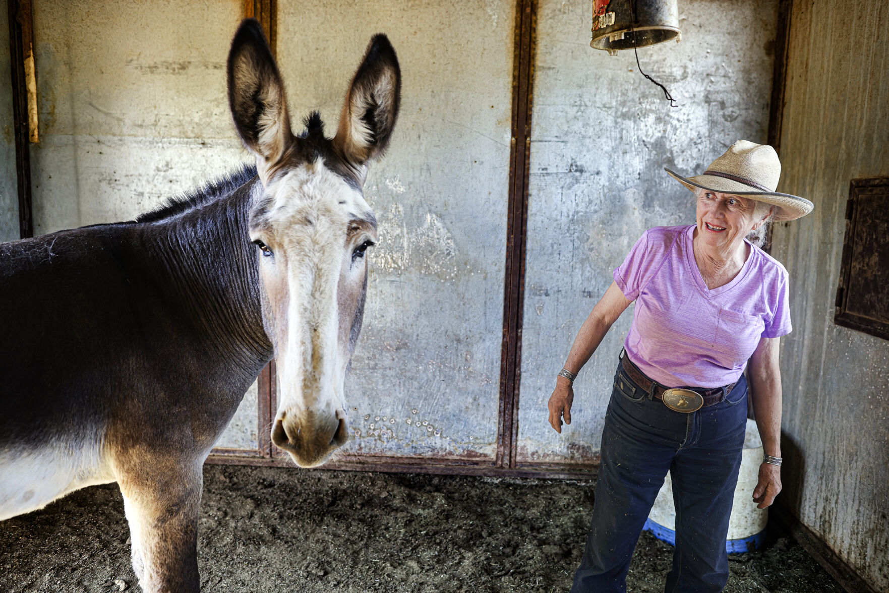 Chosen animal of Christ': Mammoth donkeys used in religious
