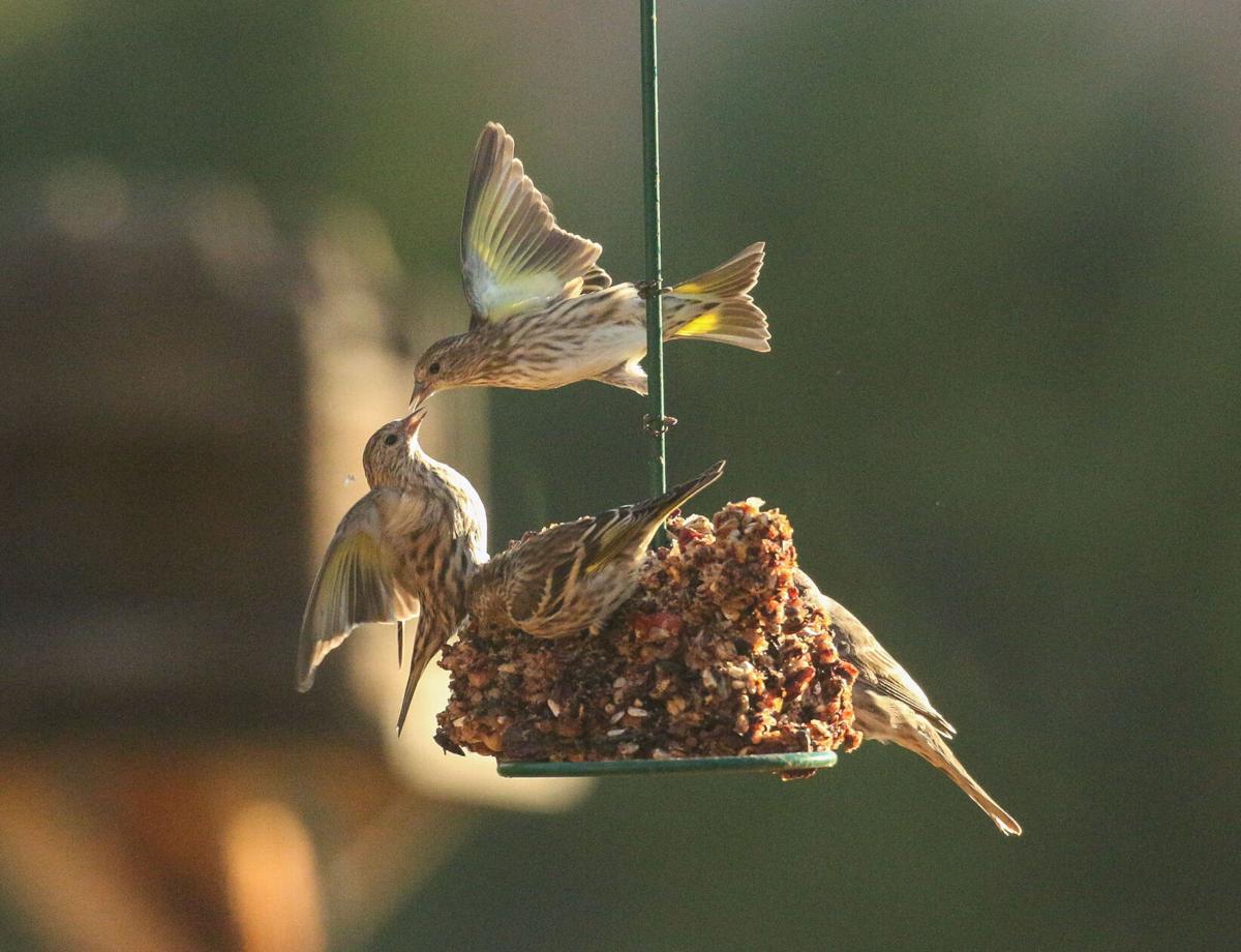 The Pine Siskin Causes Irruption In New Mexico Local News Santafenewmexican Com
