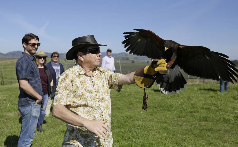 Tourists Can Now Experience The Ancient Sport Of Falconry