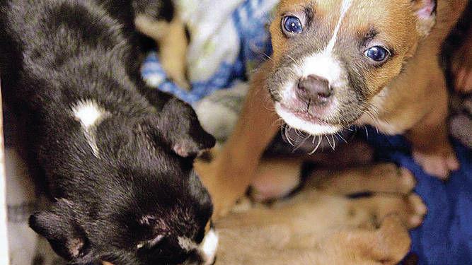 Espanola Humane Struggles To Feed Its Residents Local News Santafenewmexican Com