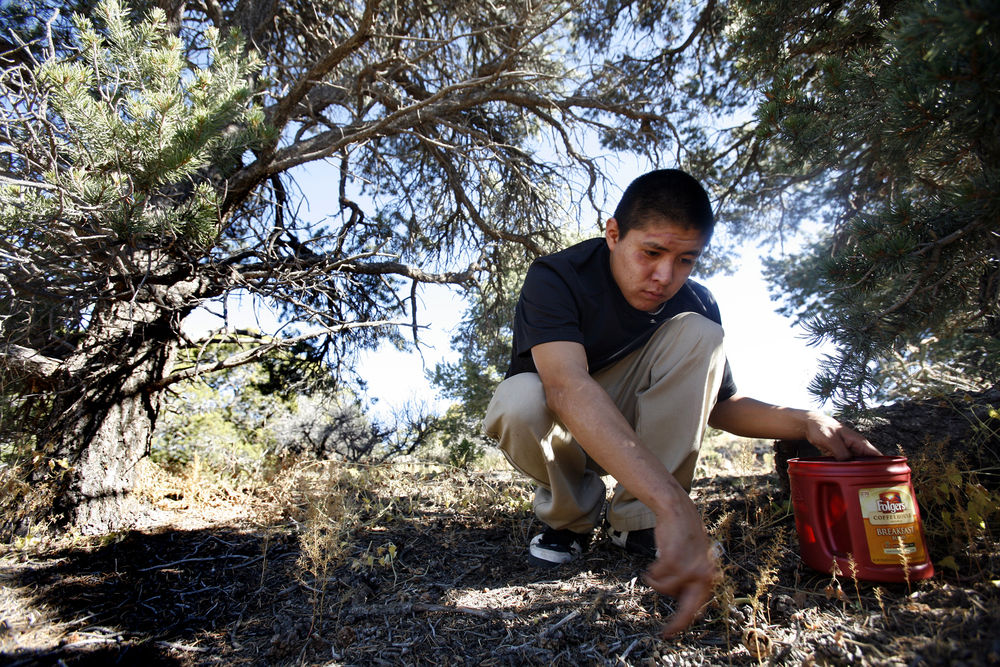 New Mexico’s wet summer could mean more piñon nuts Local News