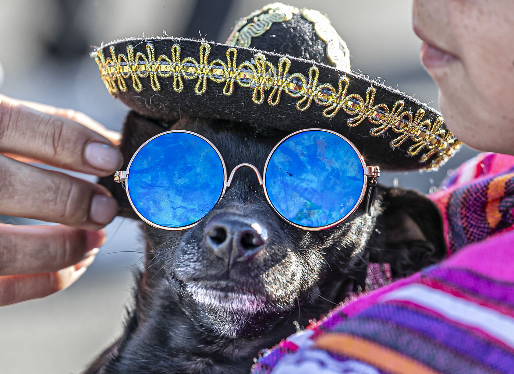 Pets and their people put on parade at Fiesta s Desfile de los Ninos Local News santafenewmexican