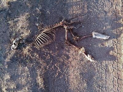 Piles of coyote carcasses found as Lujan Grisham weighs killing contest ban