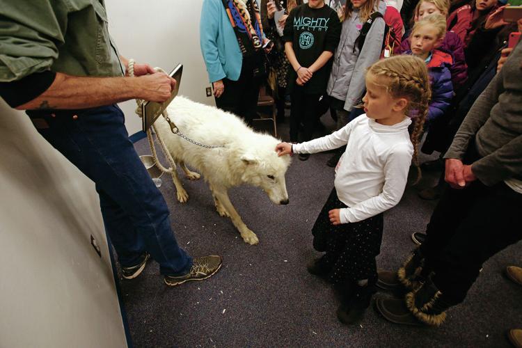 Stormy the wolf helps educate kids