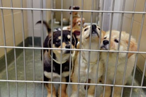 48 dogs from Edgewood home stretch Santa Fe shelter’s resources - The ...