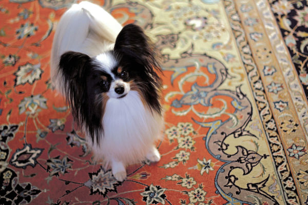 club-papillon様　１０月 5164cb2d0a130.preview-600.jpg?