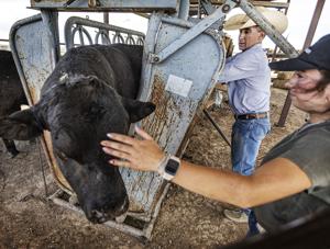 Las Cruces added to ‘infested zone’ as New World screwworm spreads