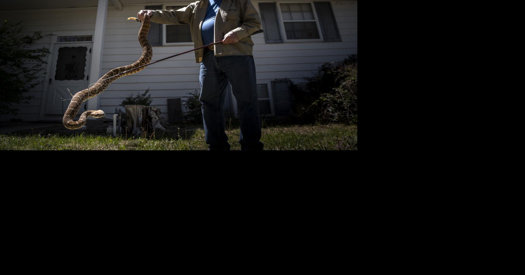 'Massive rush': As rattlesnake season beckons, New Mexico's snake wranglers are ready