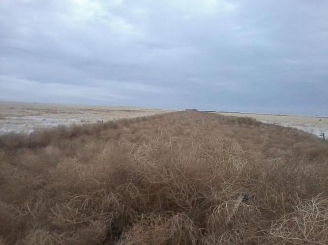 Piles of tumbleweed are plaguing a South Jordan neighborhood