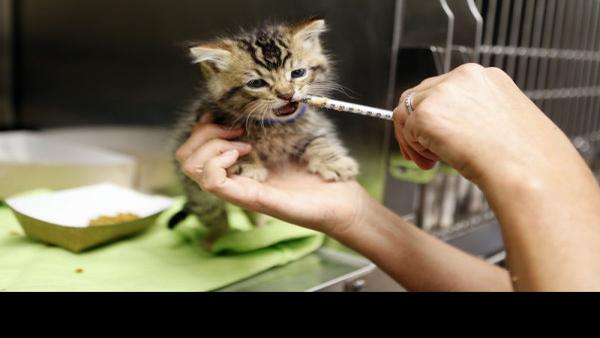 Most Wild Kittens Taken To Shelters Will Be Killed News