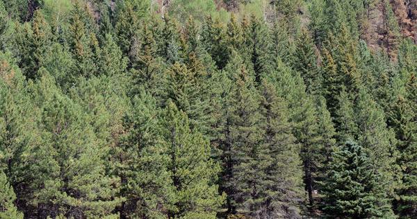 Study: Tree deaths outpace new growth across state | Health And Science ...