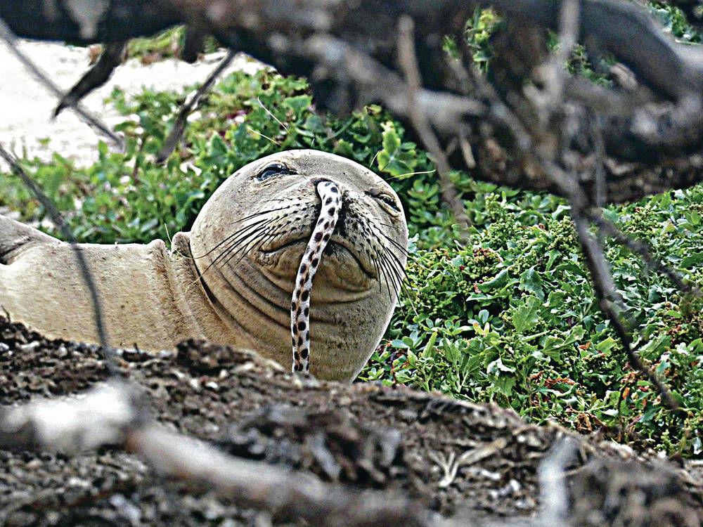 Endangered Hawaiian monk seals getting eels stuck up their noses News