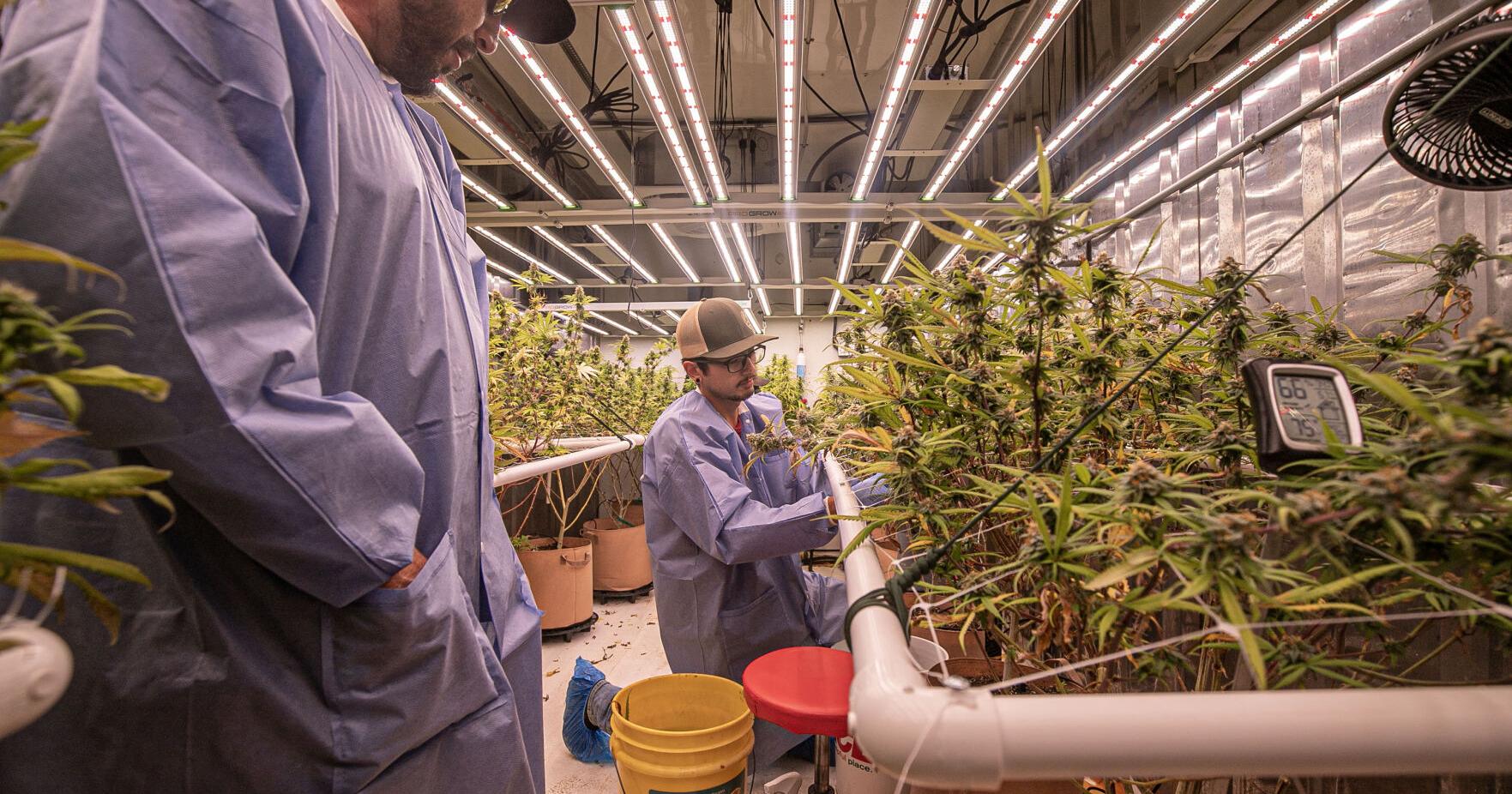 After run-in with feds, Picuris Pueblo readies to open recreational dispensary - Vimarsana News