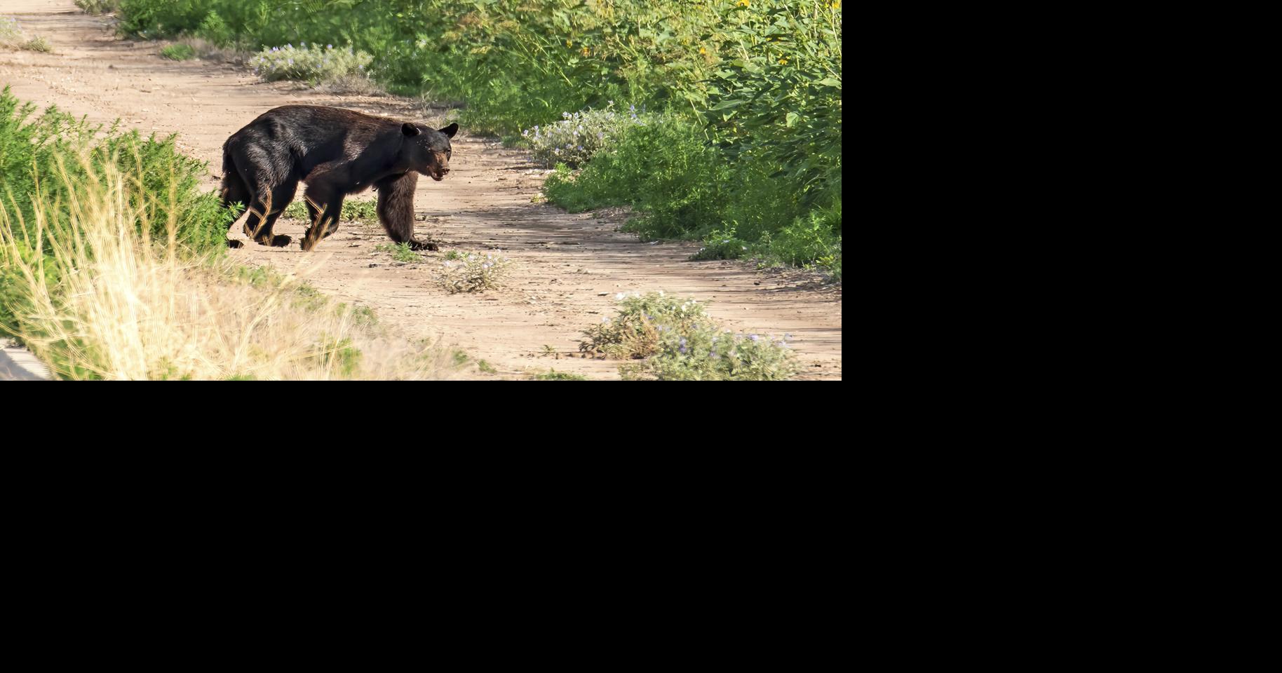 Four Bears Killed in New Mexico Vehicle Collision - News Directory 3