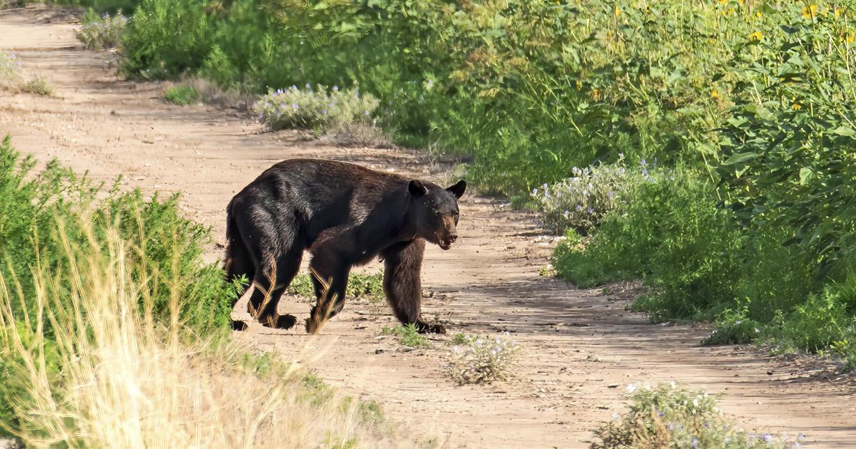 Four Bears Killed in New Mexico Vehicle Collision