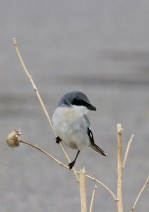 Avian macabre: Flesh-eating songbirds and the necrobiome