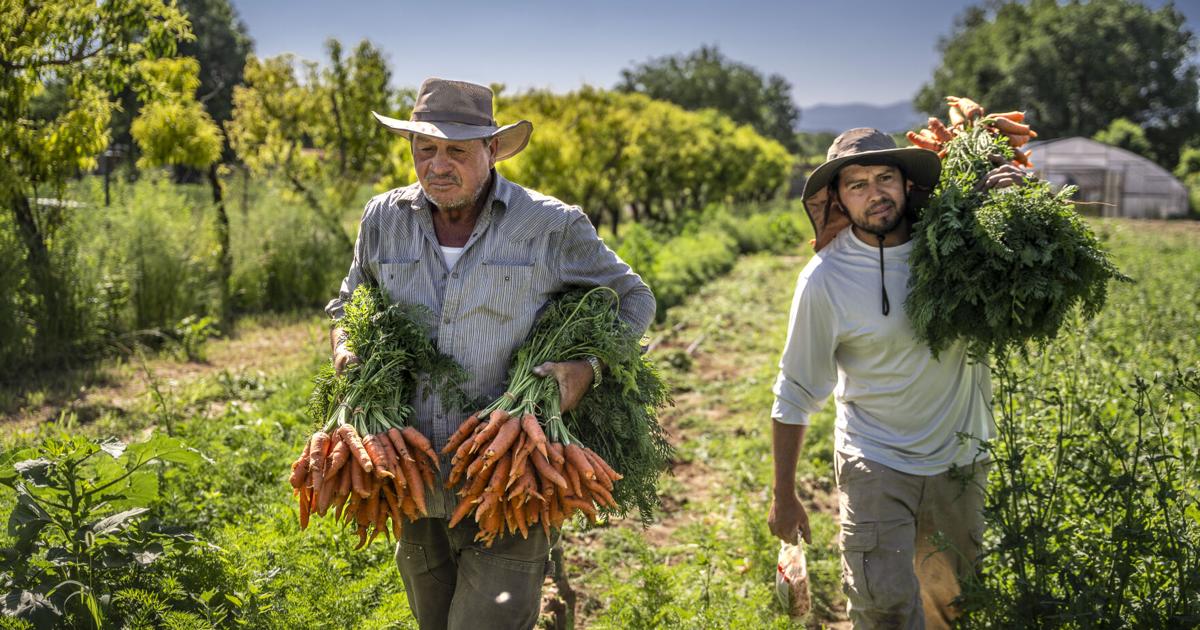 'My dad is like my hero': New Mexico farmers, ranchers reflect on following in their fathers' footsteps