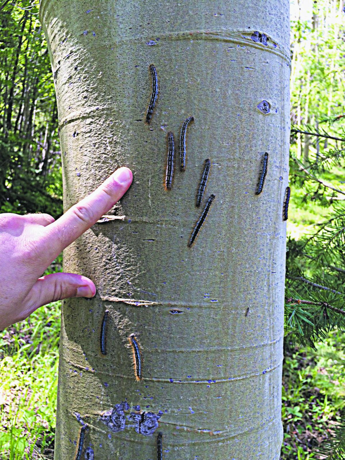 Aspen Stands In Southwest Suffering From Fungal Disease Local News Santafenewmexican Com