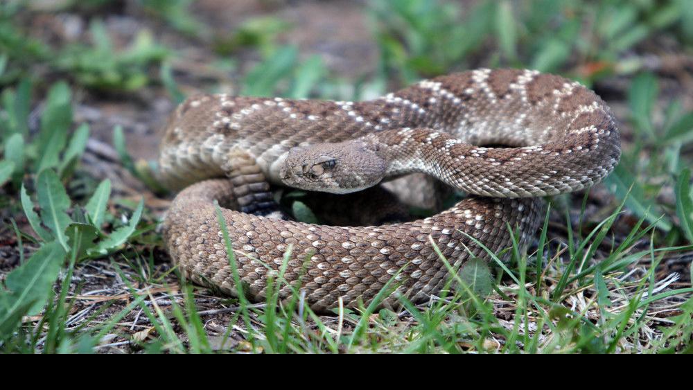 Why It Costs 14 000 To Treat A Snakebite With 14 Medicine News