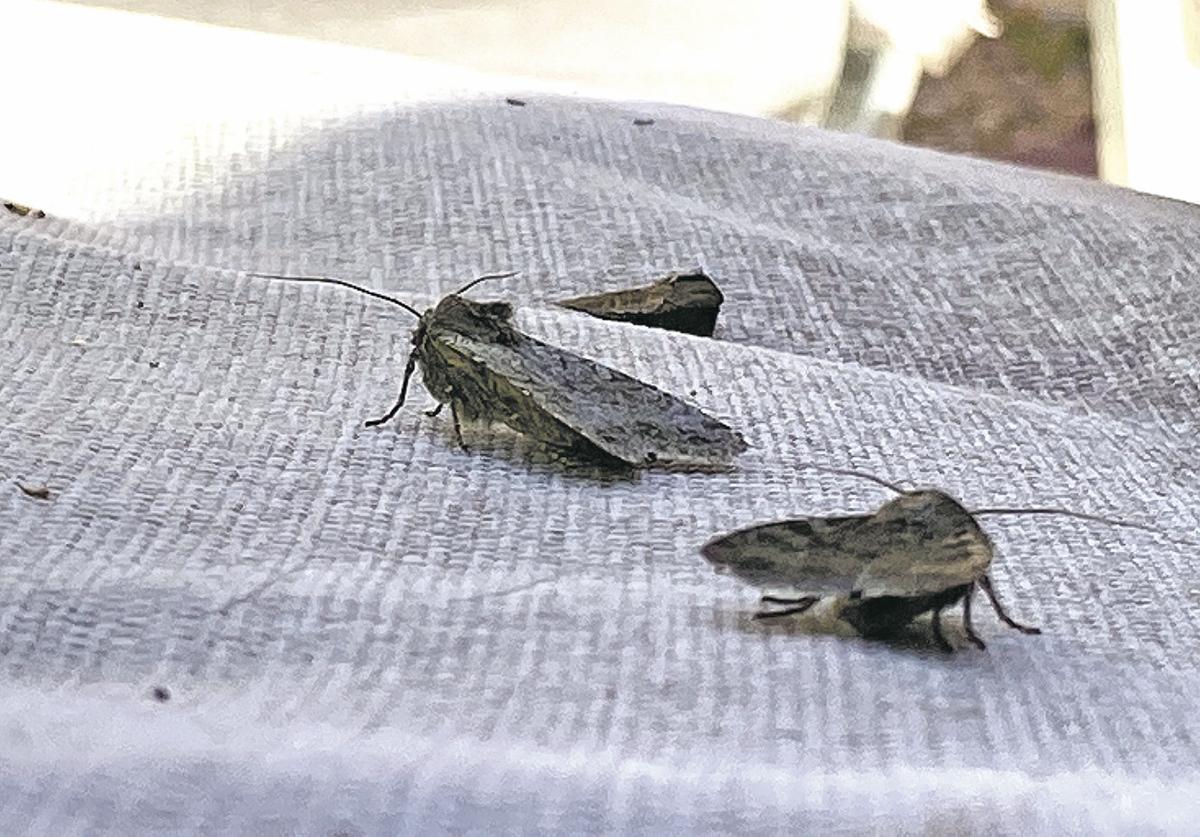 Influx Of Moths Bugging Santa Fe Area Local News
