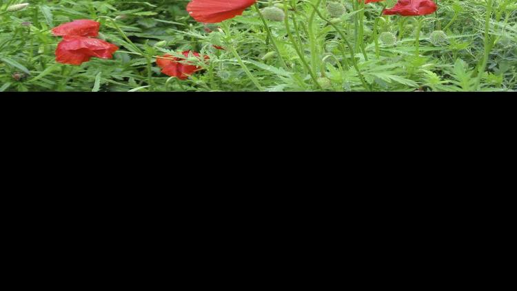 Poppies Are Tougher Than They Look And Can Be Sown Early Santa Fe New Mexican Home Real Estate Santafenewmexican Com