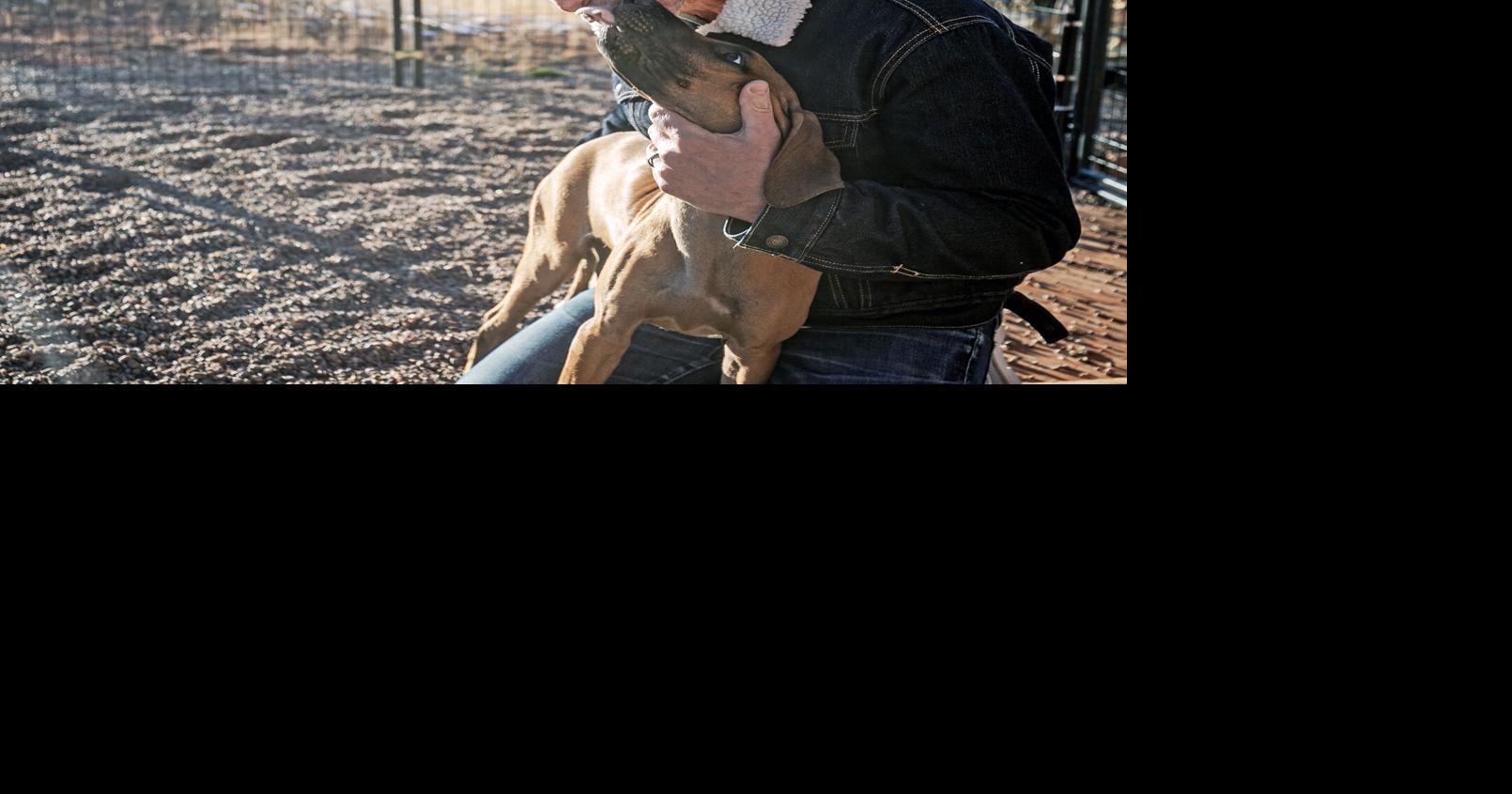 Pet boarding firms experience worry, prospective regulation | Nearby Information