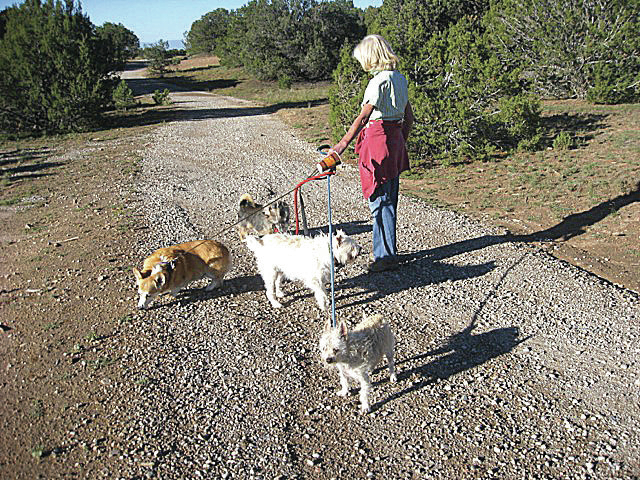 Happy trails best sale dog walking