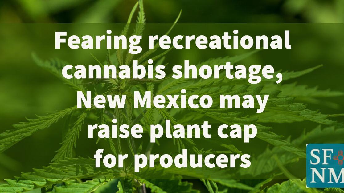 Fearing recreational cannabis shortage, New Mexico may raise plant cap for producers | Local News