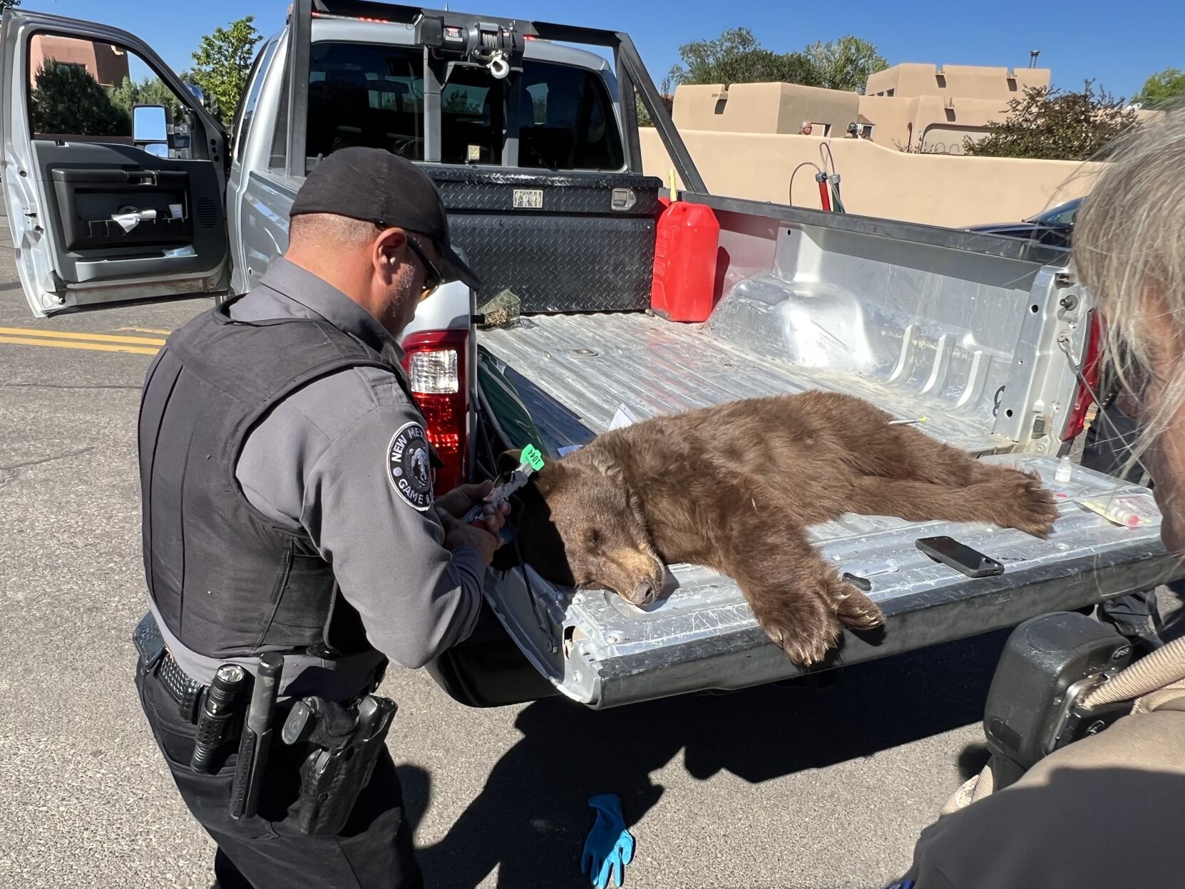 Bear found in Santa Fe neighborhood makes safe return to wild