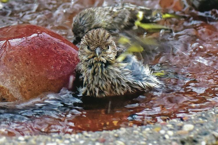 Orioles to fill position for official Bird Bath Performer after