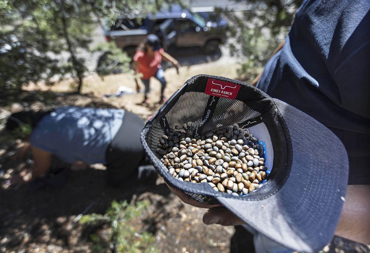 Piñon pickers hailing bountiful harvest in Northern New Mexico 