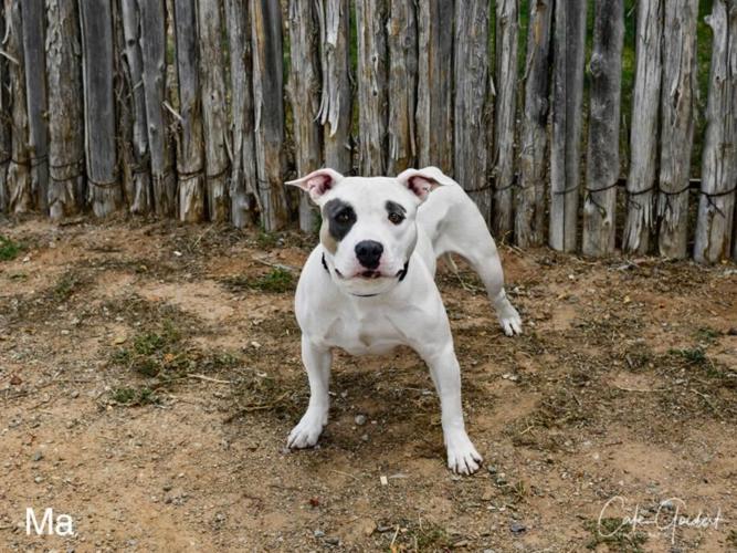 Española Humane Committed to Open Doors and Free Services Paws