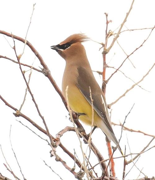 Cedar Waxwings, pattie freeman, northwest of sf just off 599.jpg