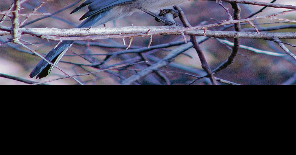 California Scrub-Jay  Celebrate Urban Birds