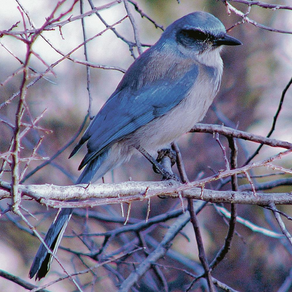 For the Birds: Western scrub jay renamed Woodhouse’s scrub jay | Sports
