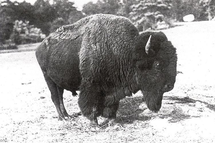 Trail Dust: New Mexico #39 ciboleros #39 learned to lance buffalos from