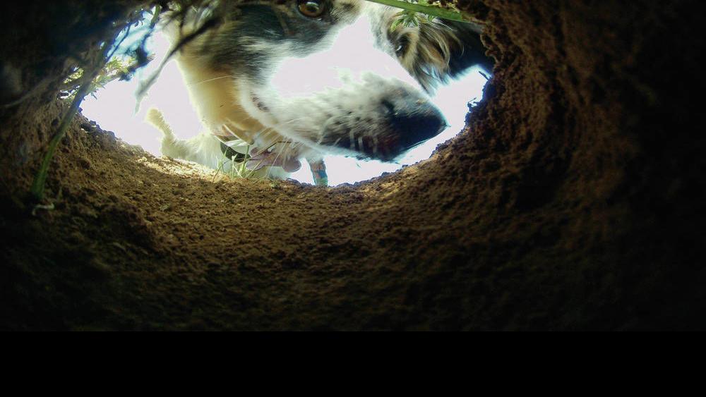 Gophers Gotta Go City Of Santa Fe Says Local News