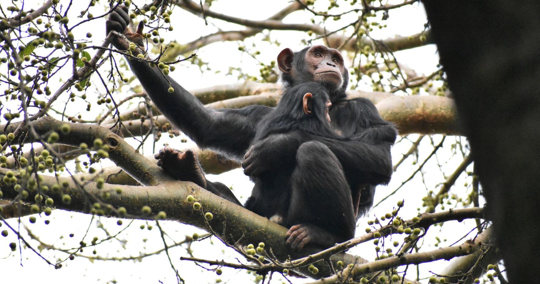 UNM manages longest-running study of chimpanzees, houses data trove - Vimarsana News