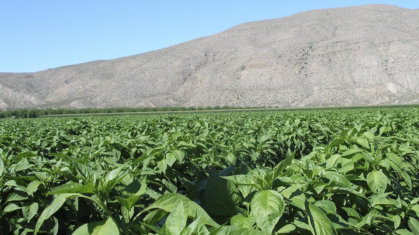 Not too hot to read: "Chile Peppers: A Global History" - Vimarsana News