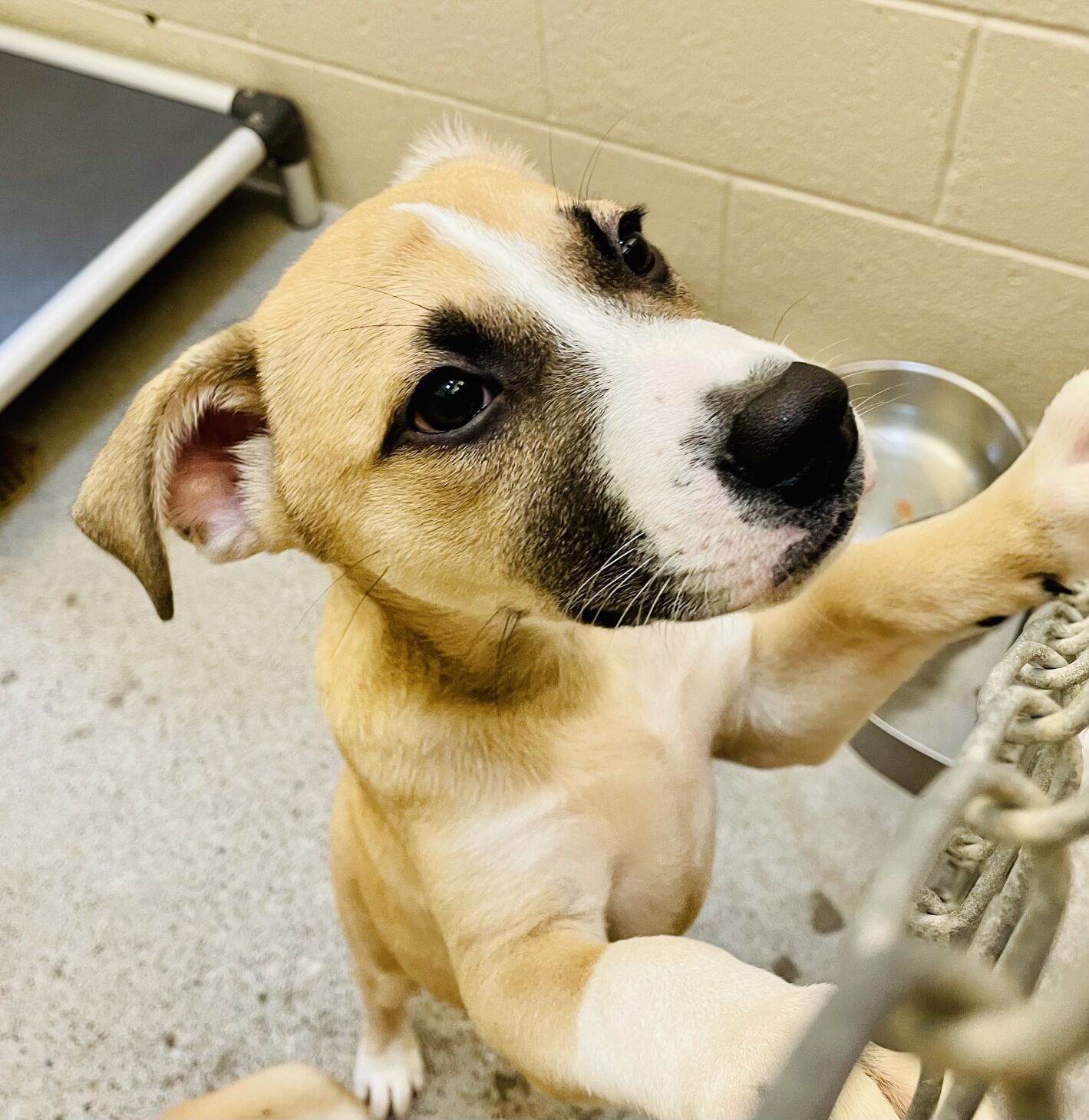 New Mexico prison inmates get chance to learn skills through dog