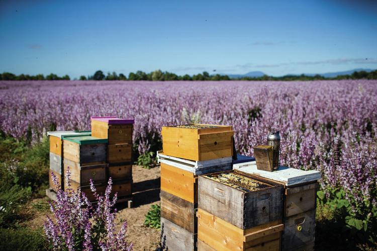 Beekeepers try to keep bees – and livelihoods – from going extinct