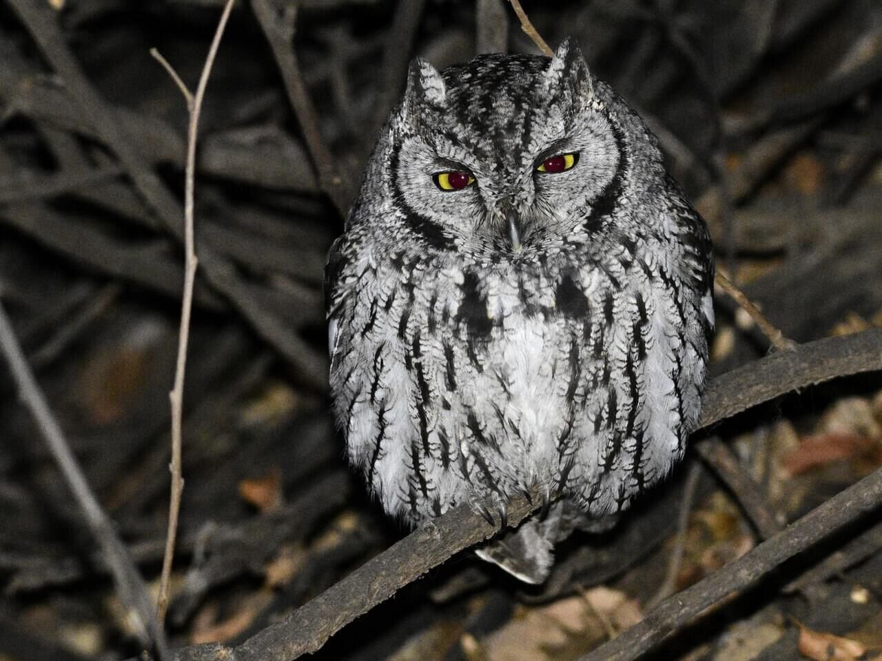 western screech owl food