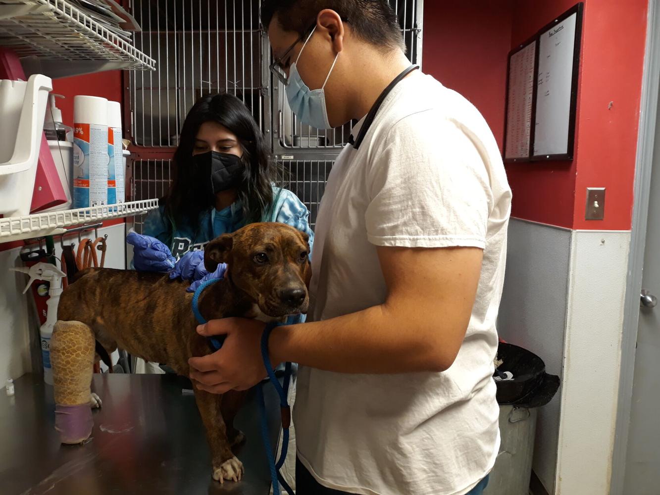 Las Vegas goes through 19 animal control officers in eight years