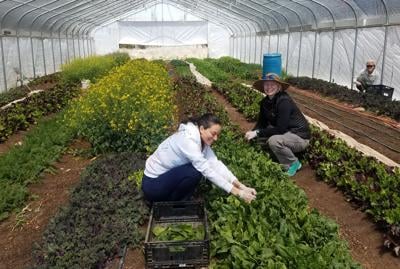 United World College Shares Garden Produce During Shutdown Coronavirus Santafenewmexican Com