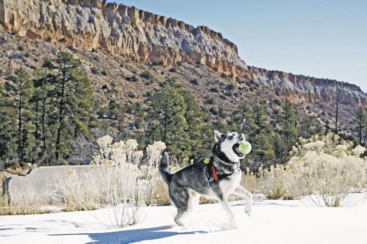 Training New Mexico's search and rescue dogs is intensive — but also lots  of fun | Adventure 