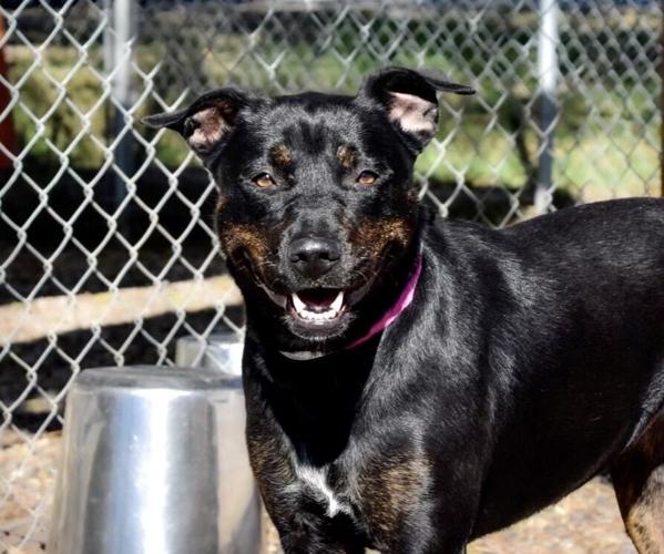 New Mexico prison inmates get chance to learn skills through dog training Local News