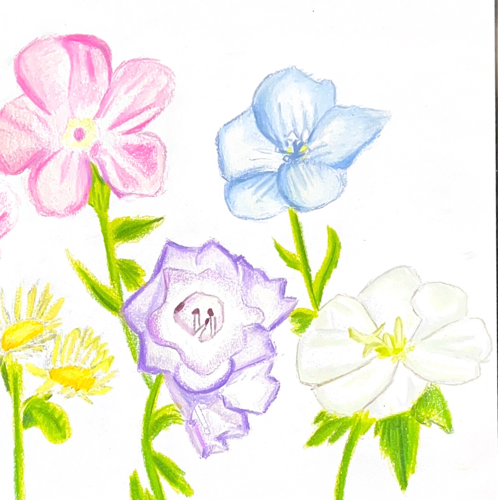 Wildlfowers in Santa Fe