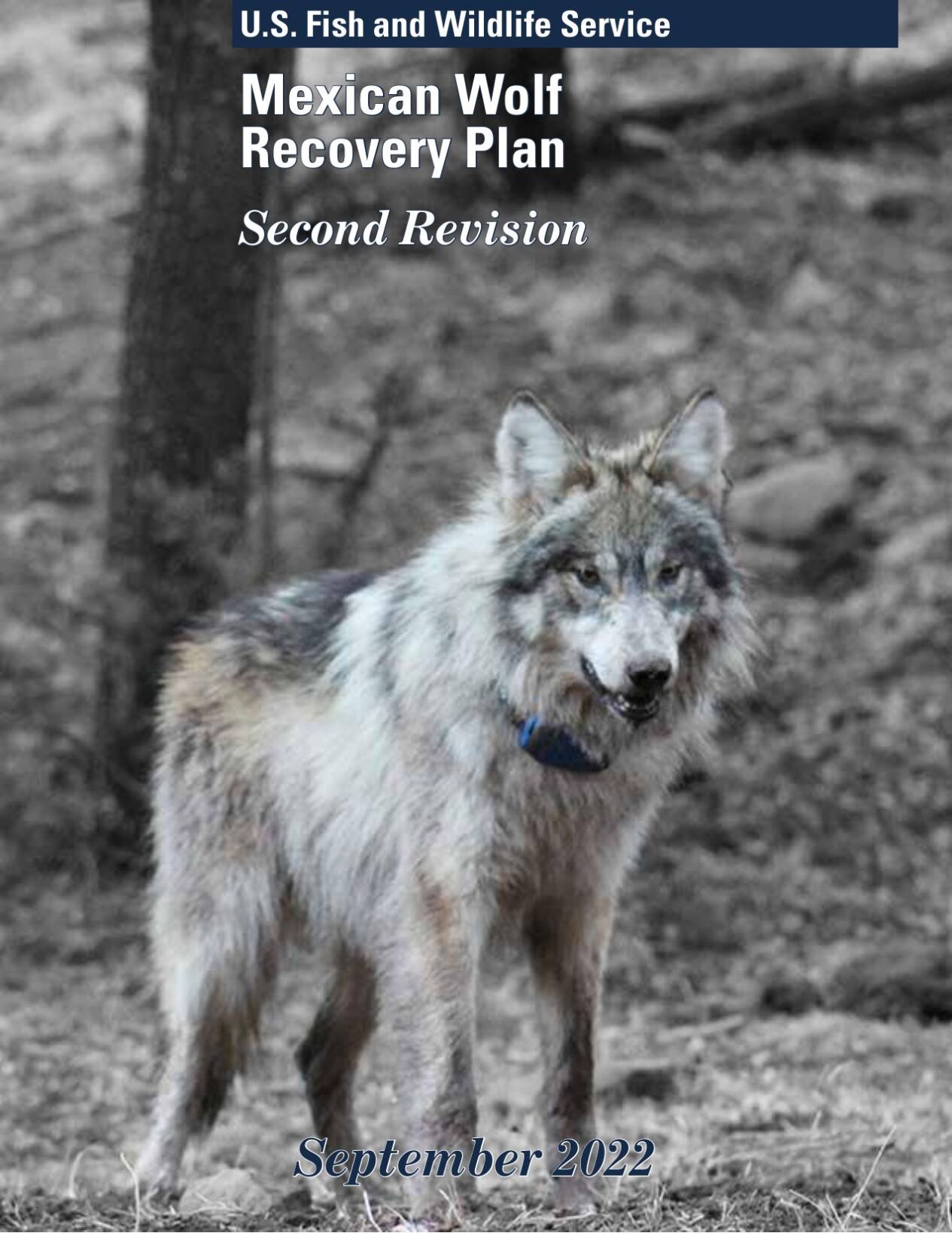 Richard Nixon Mexican wolves and five decades of history Local News santafenewmexican